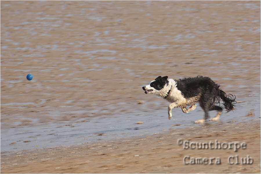 Racing to Catch the Ball  
